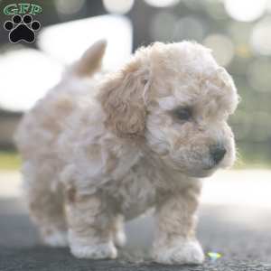 Pilot, Miniature Poodle Mix Puppy